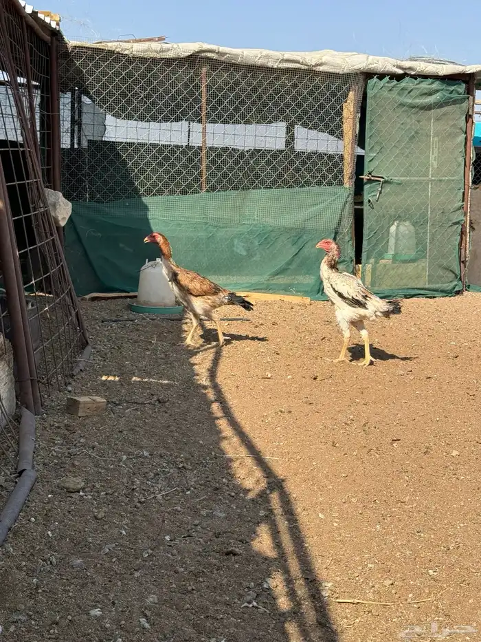 دجاج شامو ياباني 12