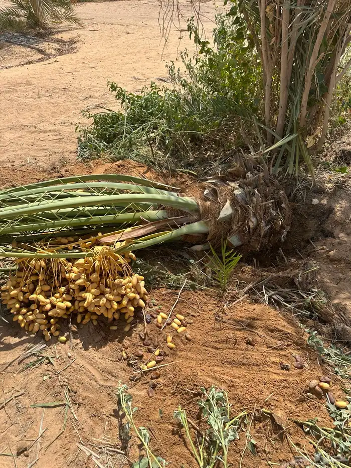 نخيل مثمر للبيع يتوفر توصيل وزراعه 5