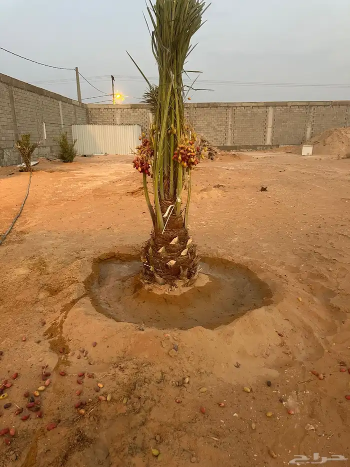 نخيل مثمر للبيع يتوفر توصيل وزراعه 3