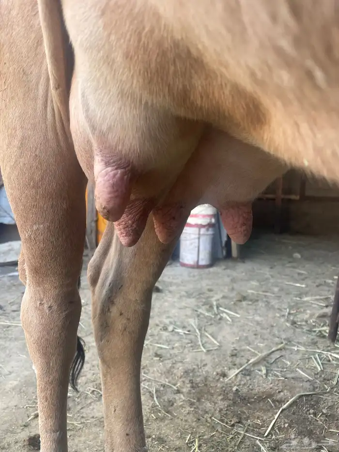 بقرة تحتها حسيل 1