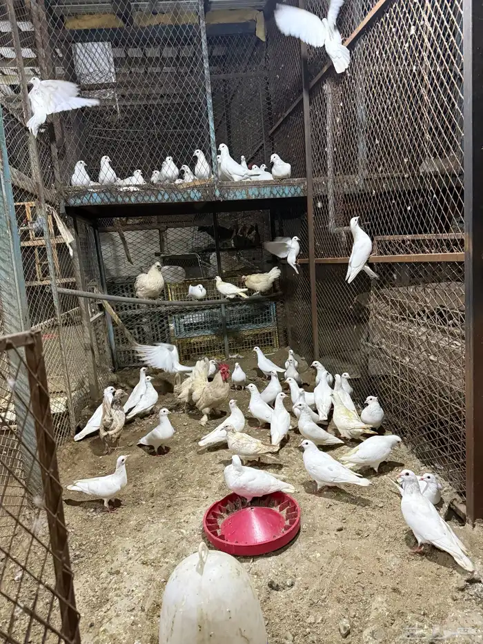 حمام  فرنسي 1