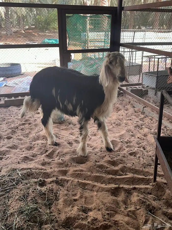 للبيع مشروع فحل كفووو 2