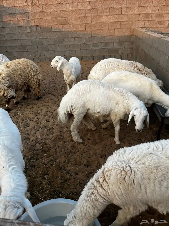 خرفان البيع صنف 7