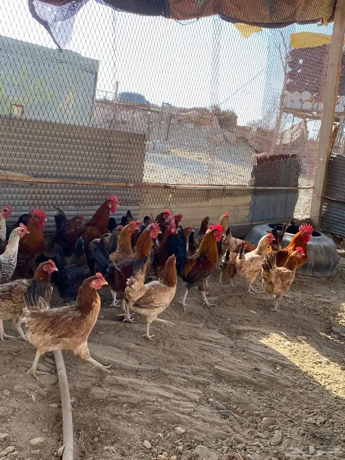 دجاج بلدي بياض شرط فواتح حمر 17