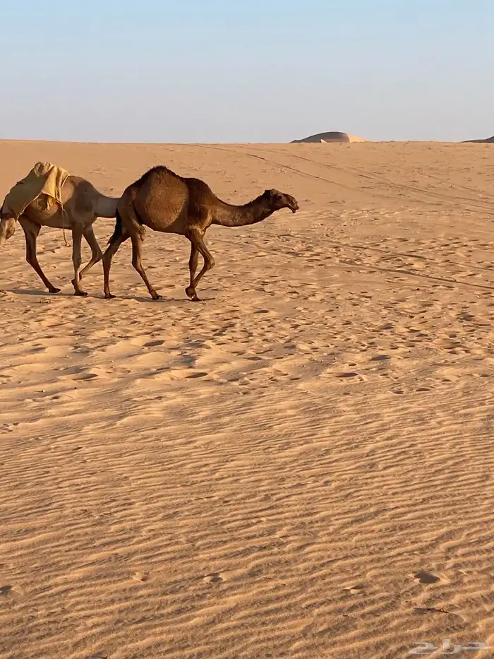 قعود عوني اصفر للبيع مفرود يدخل حق اخر اشتاء 0