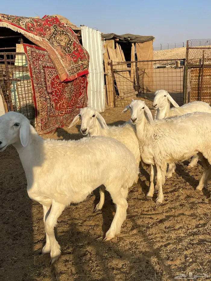 رخال صنف حرش مراح 4