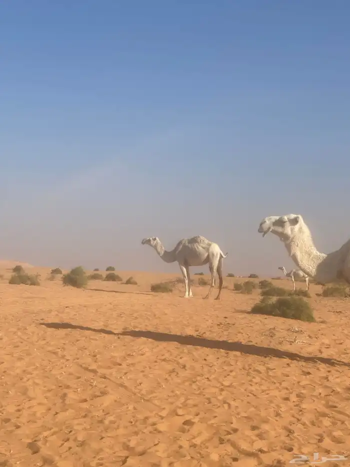 ابل للبيع 18