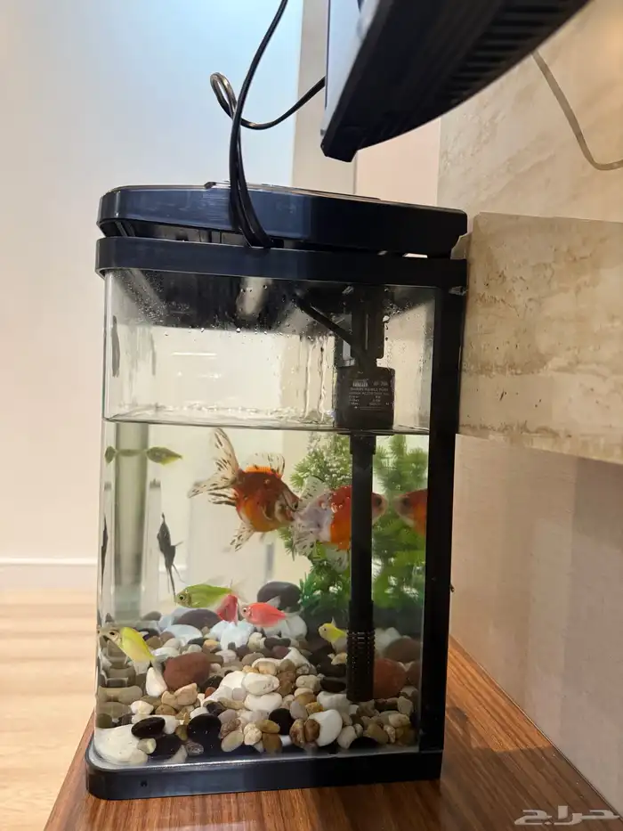 حوض اسماك مع اسماك 3