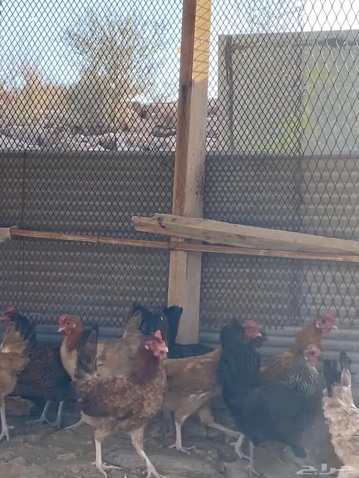 دجاج بلدي بياض شرط فواتح حمر 14