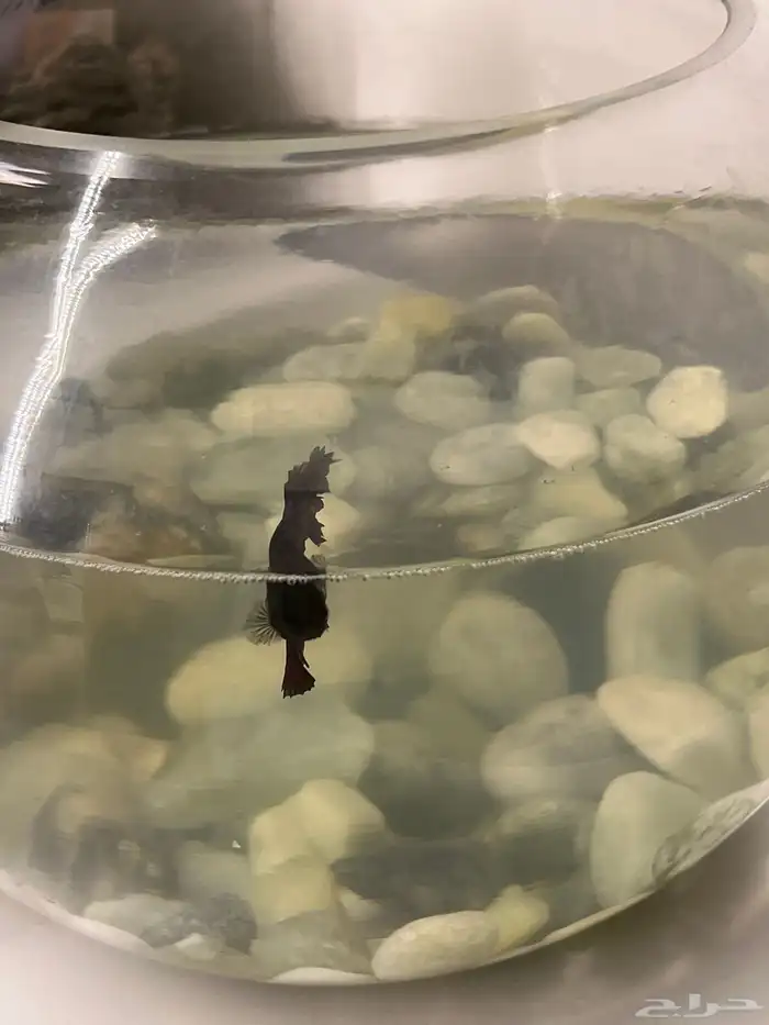 سمك فايتر مع الحوض 2