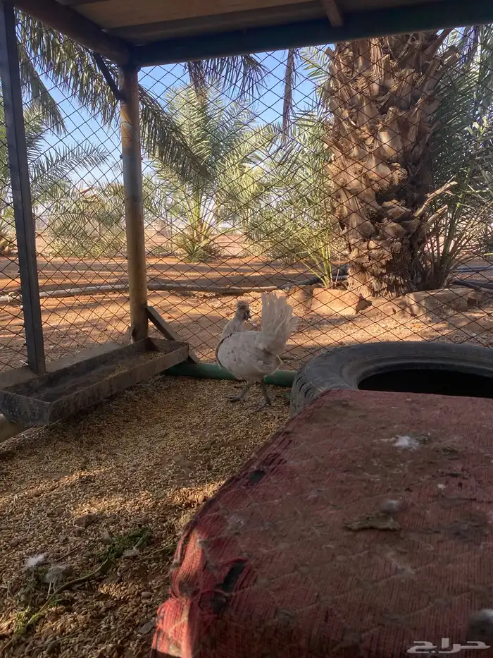 طلب ديك كويتي 1