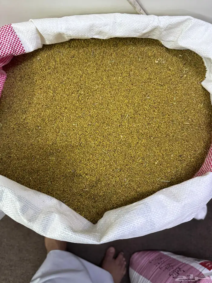 ذرو برسيم صبخاوي 0