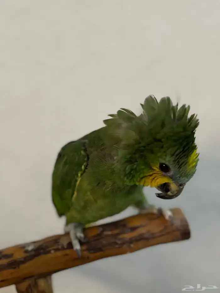 ببغاء امازوني اليف 1