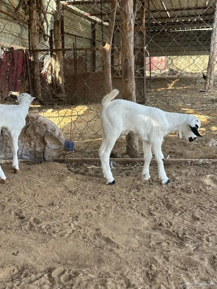 دواغر بيشي 3