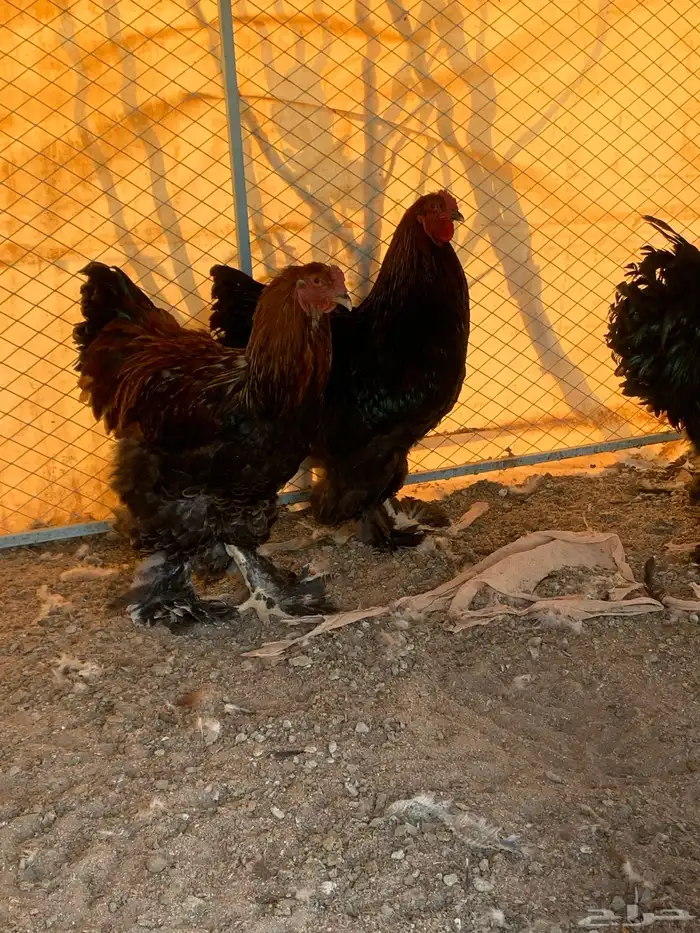 ديوك براهما الماني 0