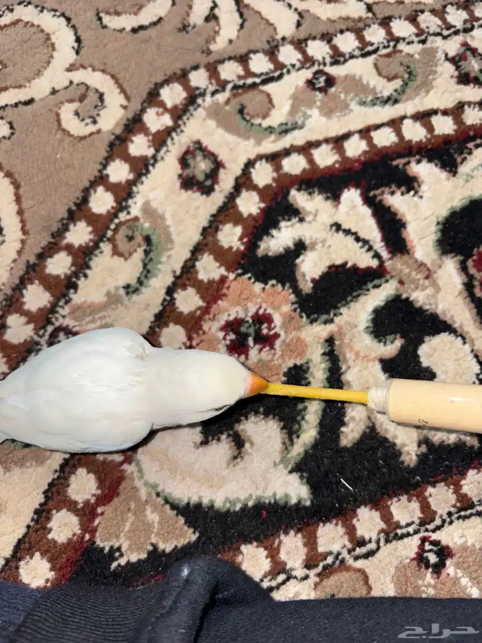 فرخ روز البينو ابيض وعيون حمر 3