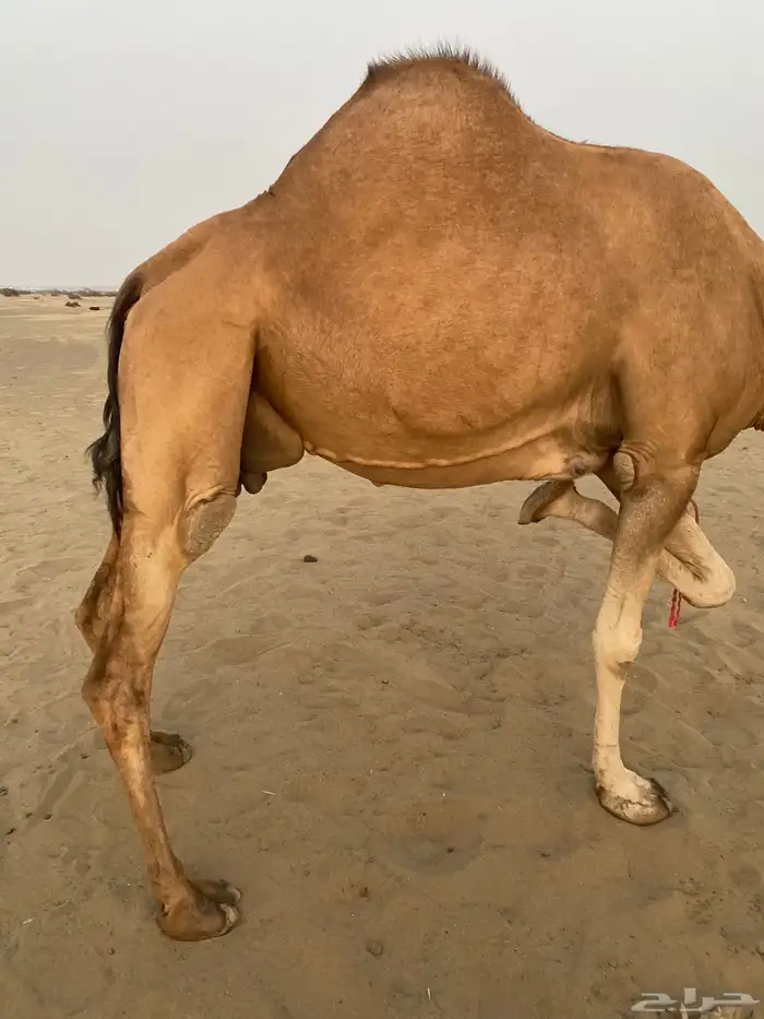 ناقه للبيع 0