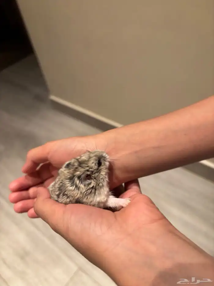 هامستر للبيع 2