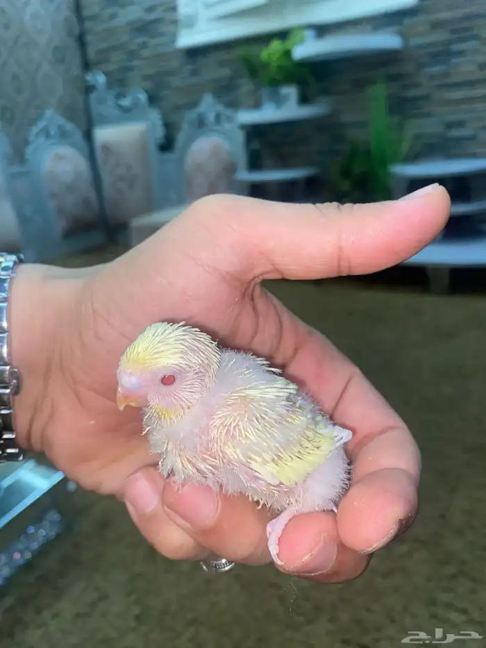 3 ازواج بادجي منتجه 7