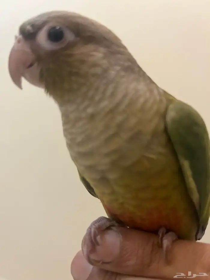 كنيور اليف 1