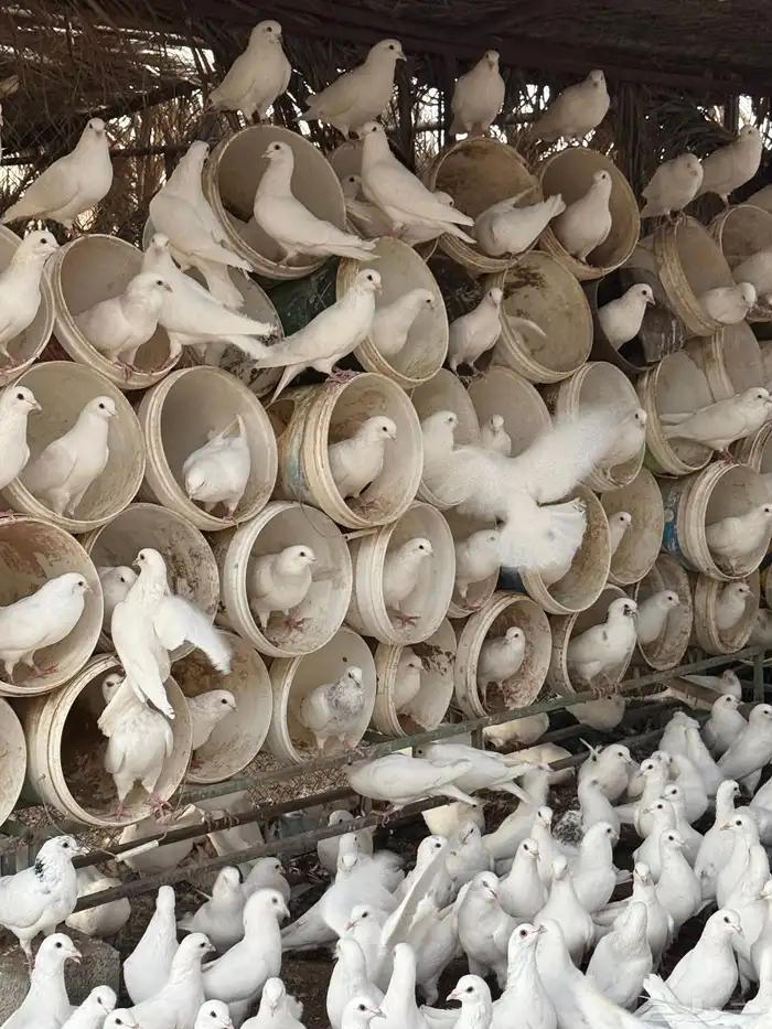 حمام فرنسي 3