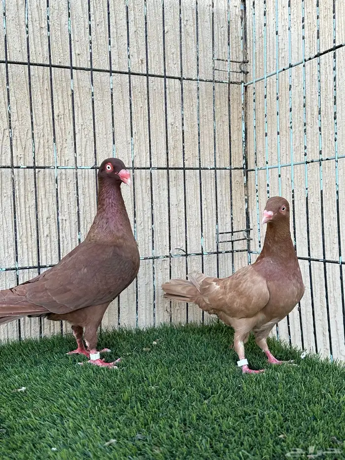 حمام دنش جوز منتج ماشاءالله للبيع 0