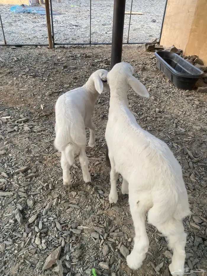 طلين زبده مضبي 0