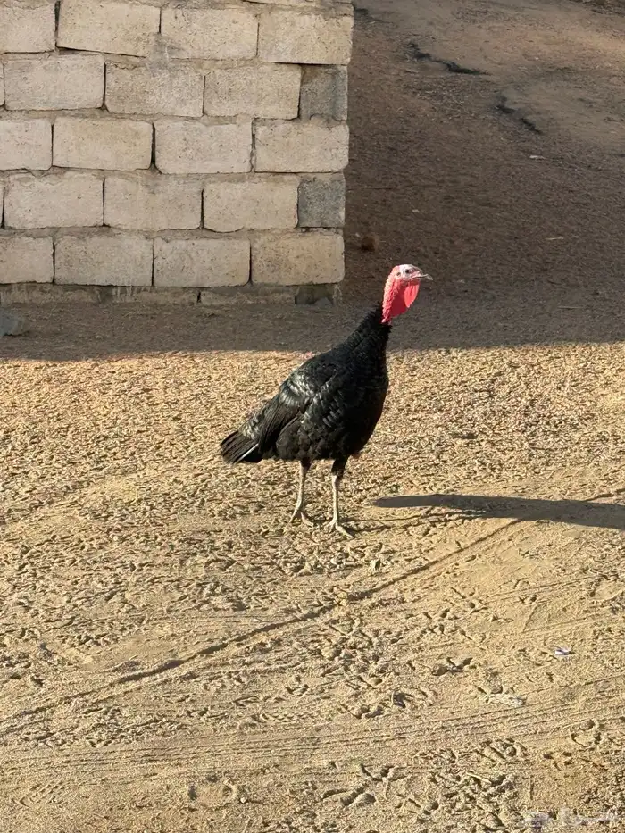 وز للبيع ودجاجة رومي 1