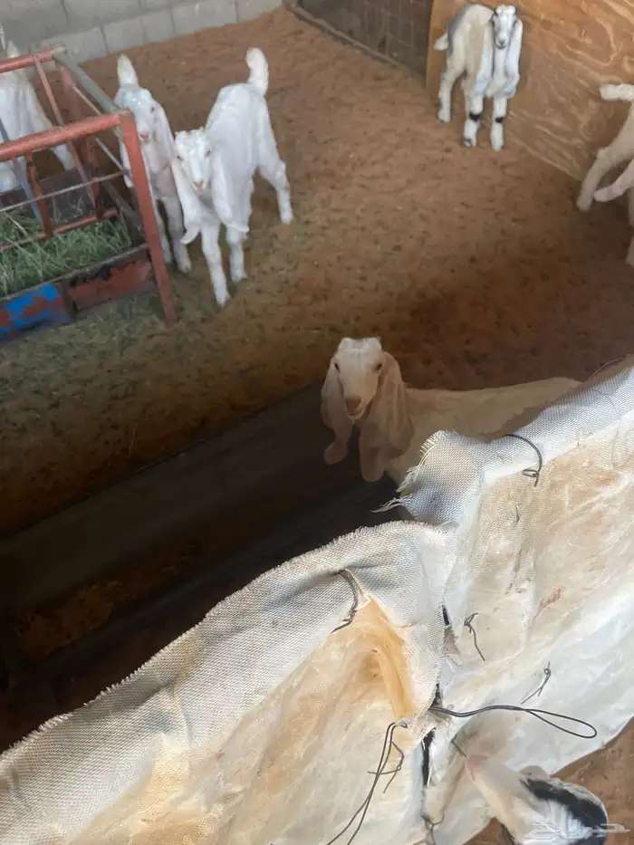 دواغير اعمارهم شهر ونص 1