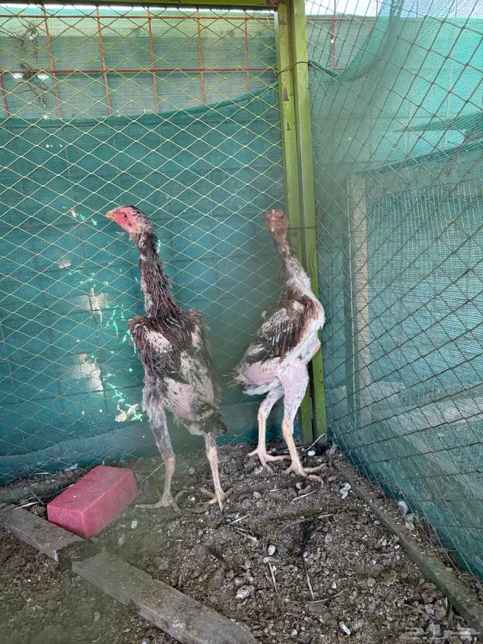 دجاج شامو ياباني 21