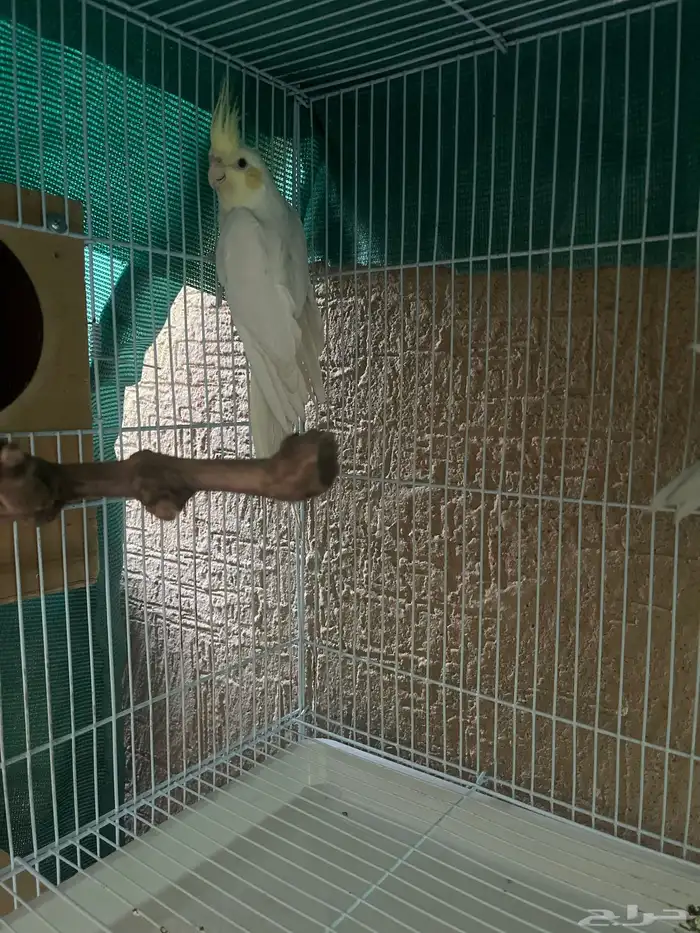 جوز كروان تركيب جديد 3