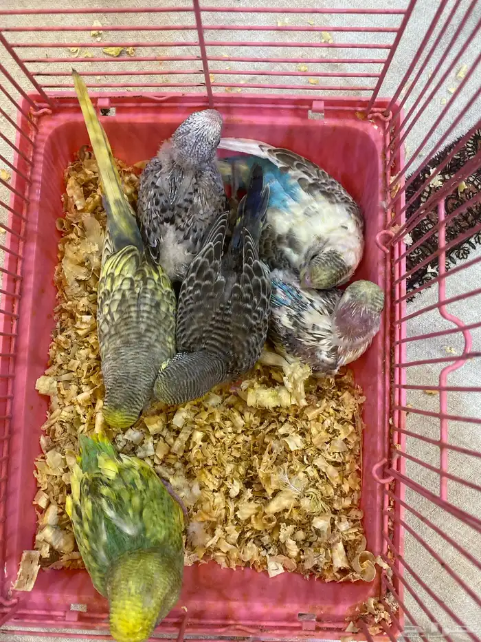 عاجل فروخ طيور حب غر 0