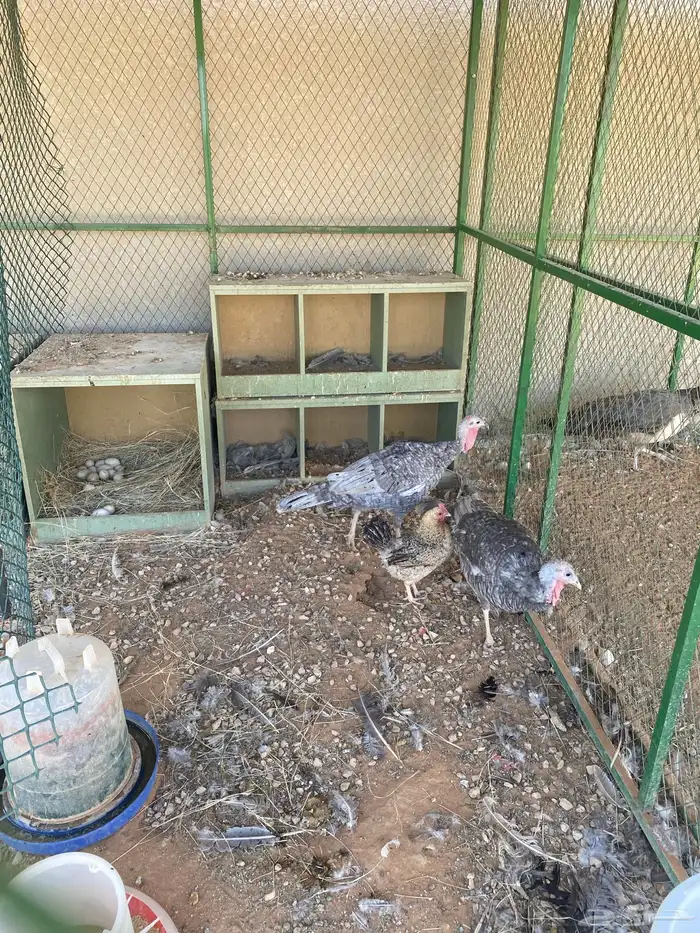 انثى طاؤوس وبط وانثى ديك رومي 1