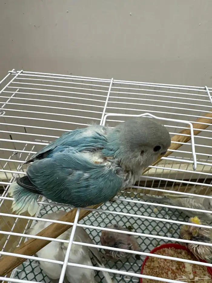 فروخ تحت الغر 6