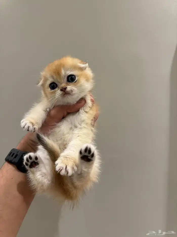 ذكر فولد بيور للبيع 3