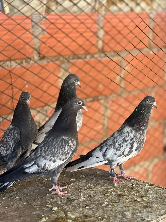 حمام بكساتني 9