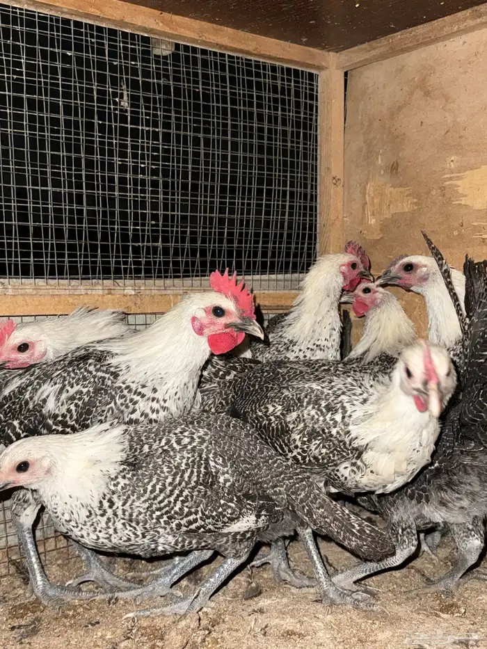 دجاج فيومي 2