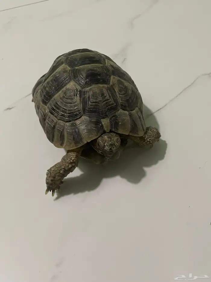 سلحفاة - سلاحف 2