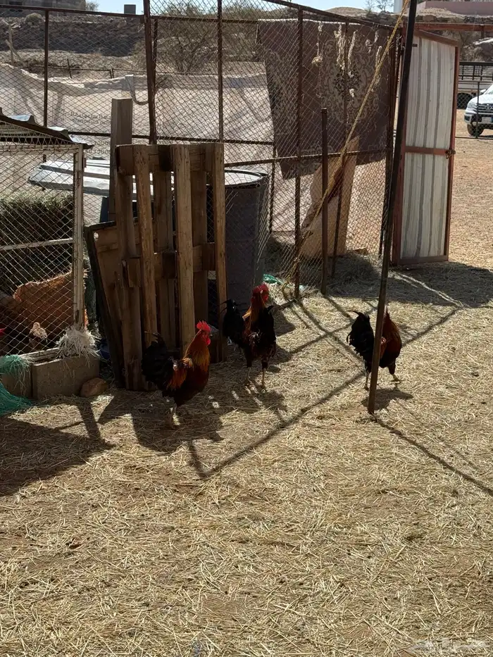 ديك ديكه للبيع طيبه نظيفه العدد 5 2