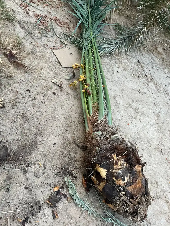 يوجدلديناجميع انواع انخل العربي والواشنطن ازينه للبيع 6