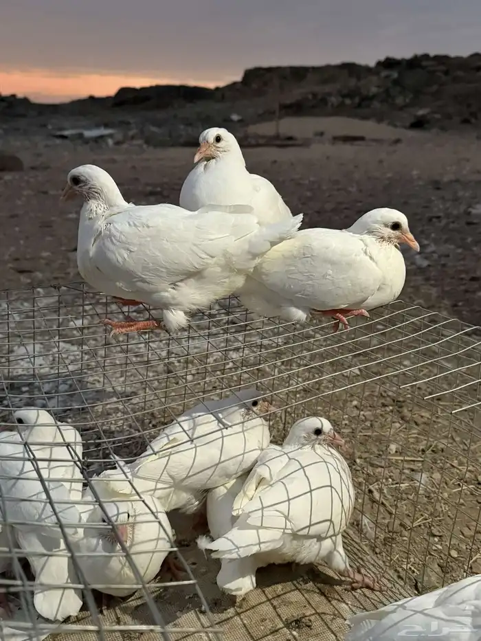 زغاليل فرنسي شرط مشروط نظافه 3