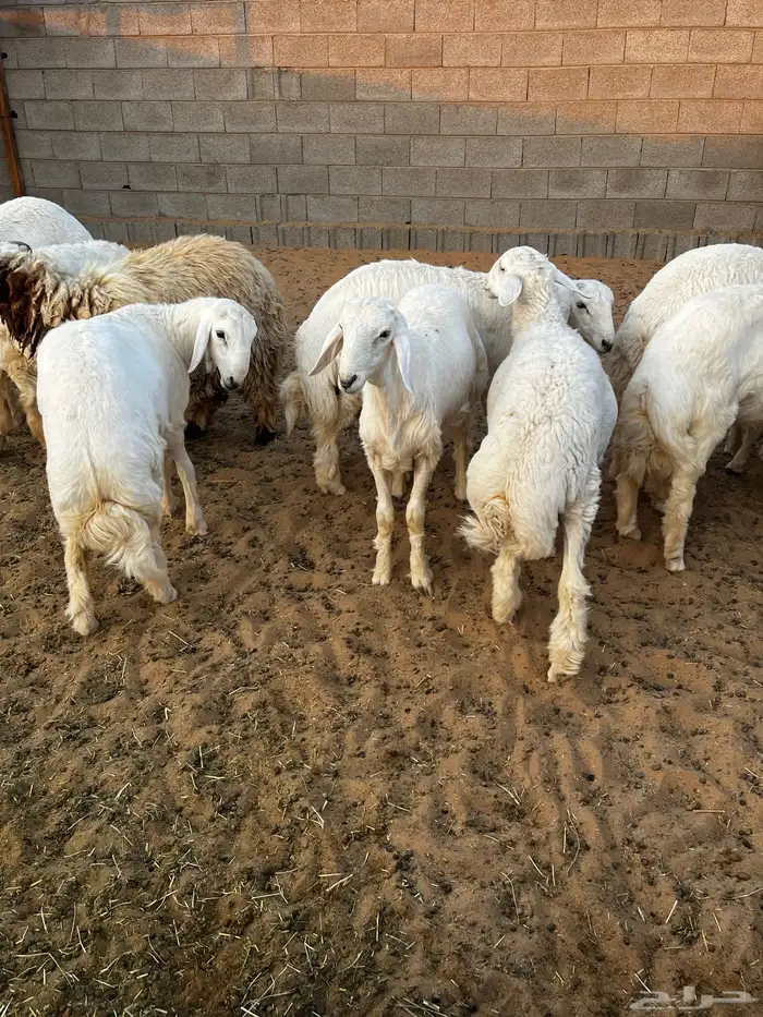 خرفان البيع صنف 3