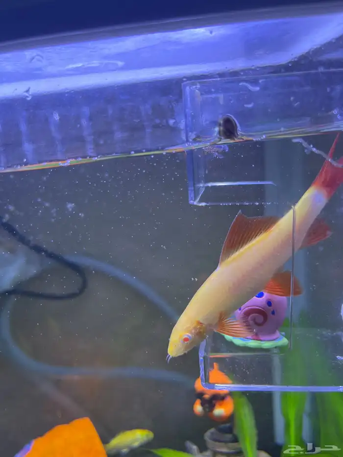 للبيع حوض سمك جميل ونظيف جدا مع كااامل تجهيزاته 2