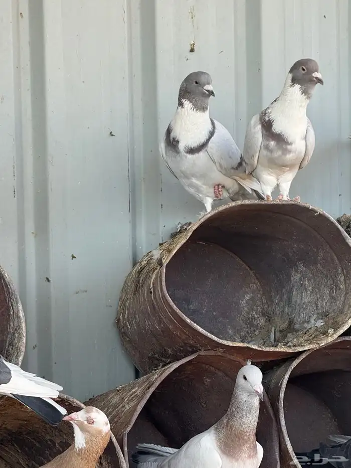 فواخر الحمام الخشن السوري 3