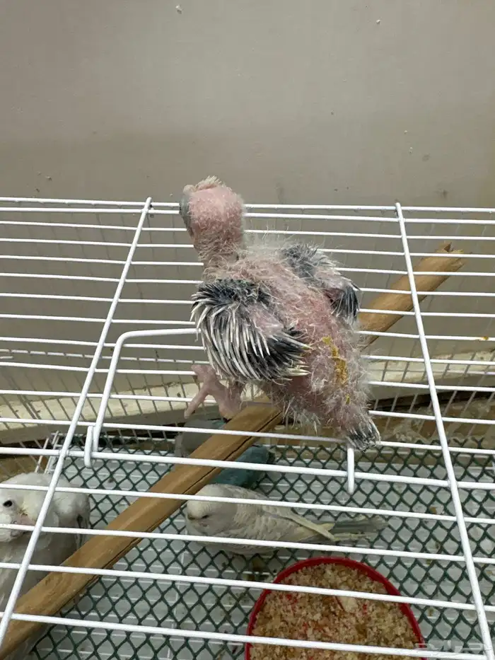 فروخ تحت الغر 2