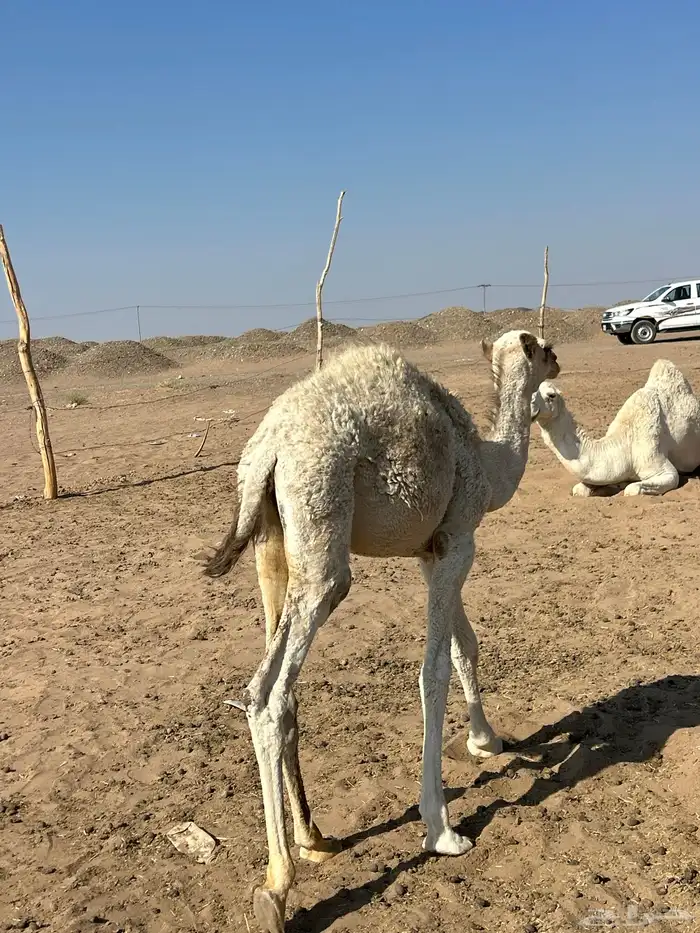 بكره طيبه ساسها طيب وامها مجمعه ومزيونه عمره 6 شهور تقريبا 3