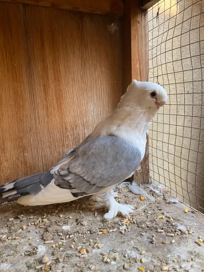 ستنايت ازرق 2