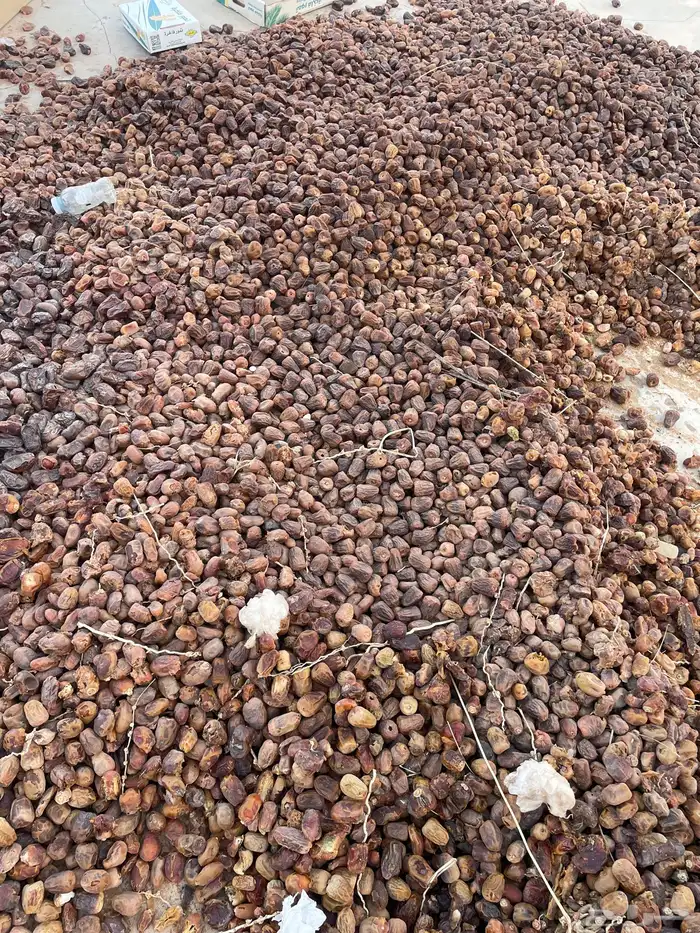 تمر علف غنم 2