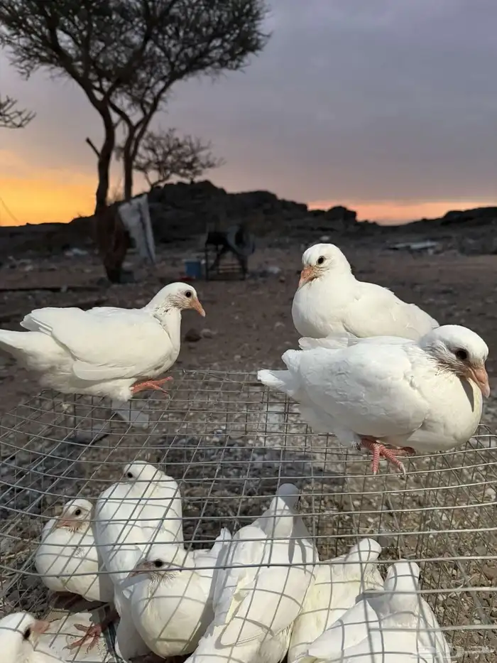 زغاليل فرنسي شرط مشروط نظافه 0