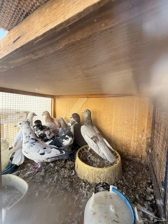 حمام مشكل عدد 9 2